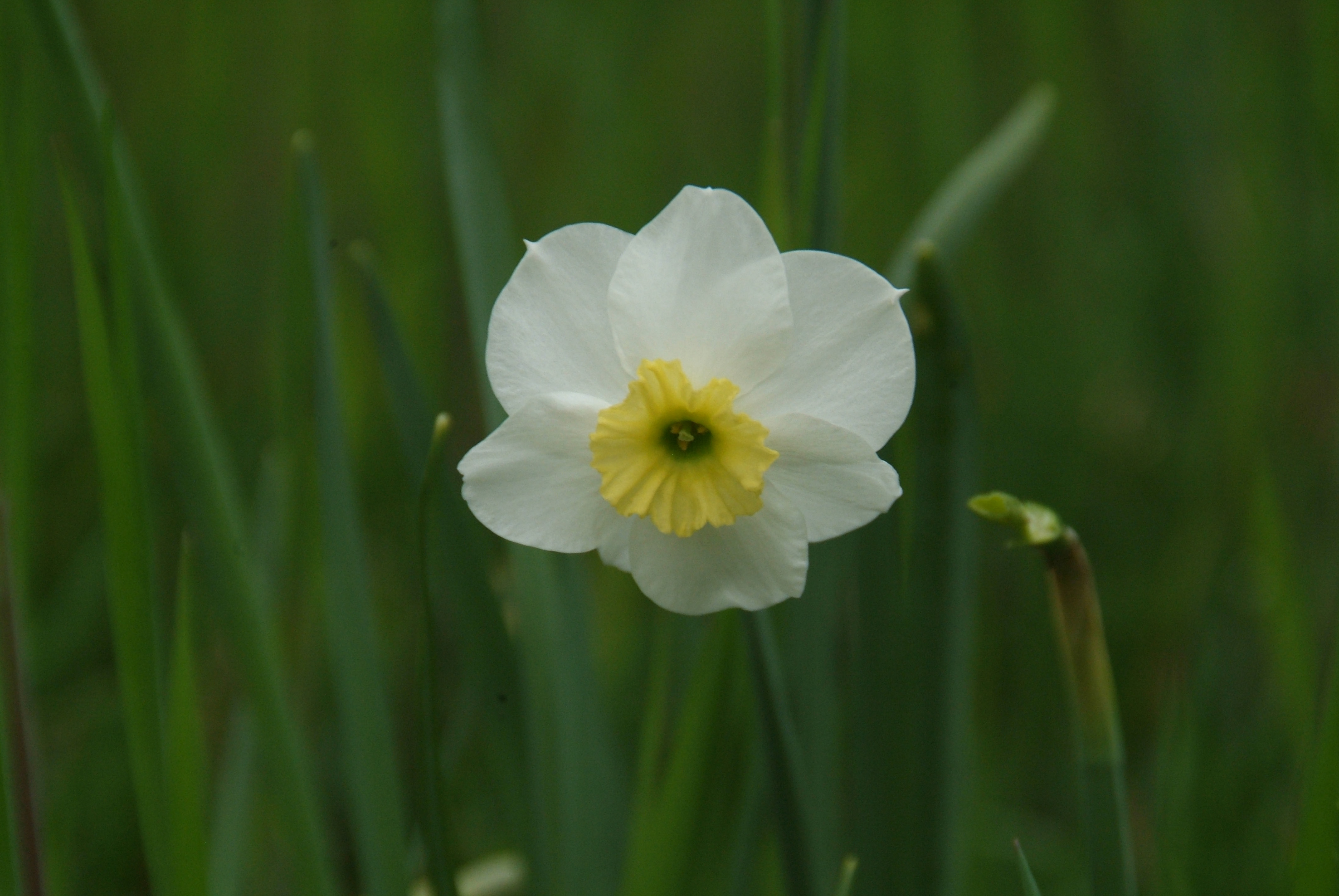 Narcissus 'Segovia' bestellen